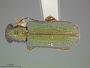 Megascelis texana