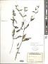 Melampodium gracile Less.