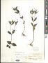 Melampodium paniculatum Gardner