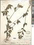 Melampodium paniculatum Gardner