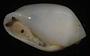 Melampus sp.