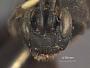 Melanichneumon japonicus
