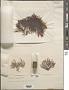Melanothamnus upolensis (Grunow) Diaz-Tapia & Maggs