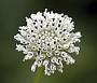 Melanthera nivea (L.) Small