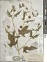 Melanthera nivea (L.) Small