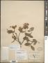 Melicoccus oliviformis Kunth subsp. oliviformis
