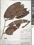 Meliosma sp.