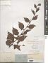 Melochia nodiflora Sw.