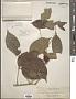 Melodinus orientalis Blume