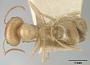 Melophorus ludius sulla
