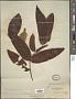 Memecylon paniculatum Jack