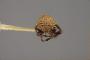 Mendicea scaphoidea