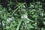 Mentha arvensis L.