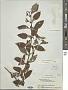 Mentha canadensis L.