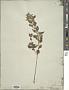 Mentha canadensis L.