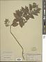 Mentha canadensis L.