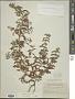 Mentha pulegium L.