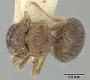 Meranoplus nanus soriculus