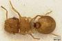 Meranoplus similis