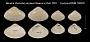 Meretrix (Eutivela) perplexa