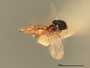 Merisus octoguttata