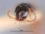Mesitius californicus