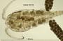 Mesocyclops ruttneri