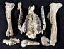Mesohippus sp
