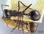 Messor denticornis