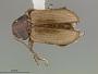 Metachroma occidentale