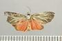 Metalobosia ducalis