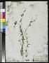 Metastelma hamatum Griseb.