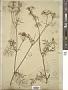 Meum heterophyllum Moench