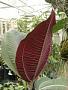 Miconia calvescens DC.