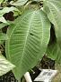 Miconia calvescens DC.