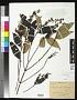 Miconia setosociliata Cogn.
