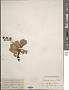 Micranthes reflexa (Hook.) Small