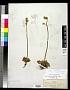 Micranthes rhomboidea (Greene) Small