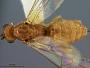 Microbracon cerambycidiphagus