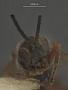 Microbracon massasoit
