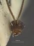 Microbracon scanticorum
