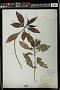 Micrococca capensis (Baill.) Prain