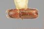 Microcorthylus ocularis