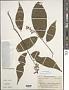 Microcos paniculata L.