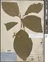 Microcos paniculata L.