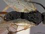 Microgaster canadensis