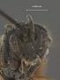 Microplitis longicauda