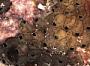 Microporella sp.