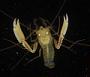 Microprosthema sp.