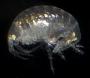 Microprotopus raneyi